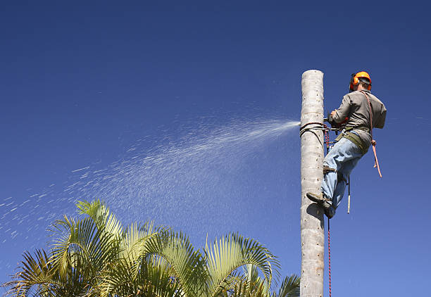 Hamtramck, MI Tree Services Company